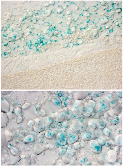 mouse white fat cells