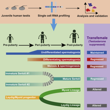 Male Puberty