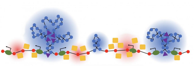 chromatin folds at single cell level