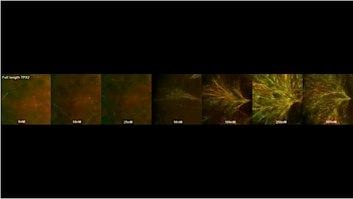 TPX2 on microtubules film clip
