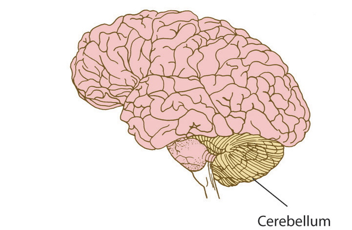 human brain cerebellum
