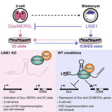 LINE 1 RNA diagram