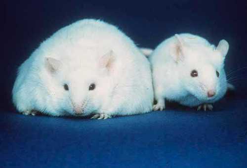 diabetes and obesity
