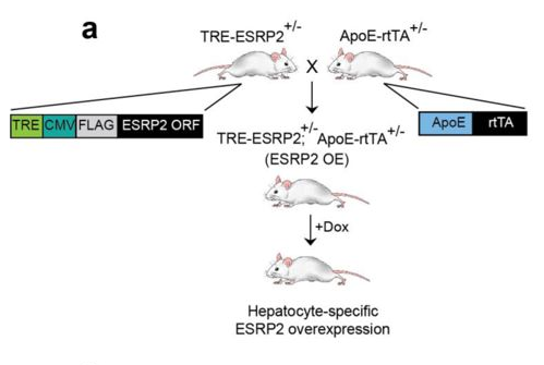 TRE-ESRP2 hemizygous transgenic mice were mated with ApoE-rtTA hemizygous transgenic mice to generate TRE-ESRP2