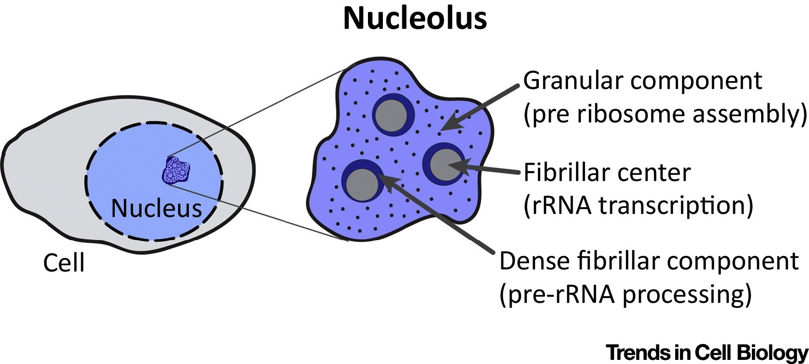 nucleolus diagram
