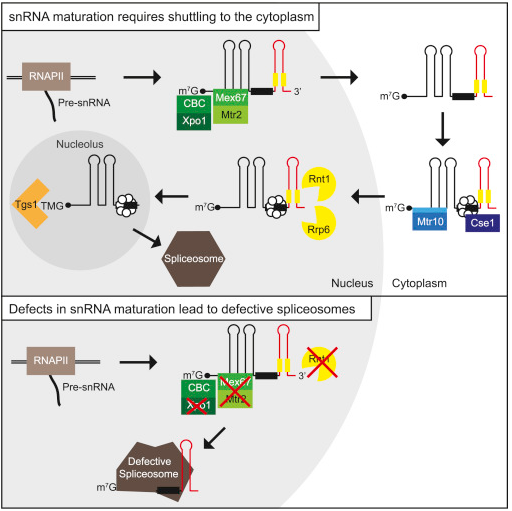diagrammed snRNA export to the cytoplasm